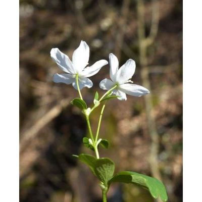 Isopyrum thalictroides L. 