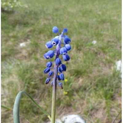 Muscari botryoides (L.) Mill. subsp. botryoides 