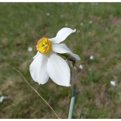 Narcissus poeticus subsp. radiiflorus (Salisb.) Baker 