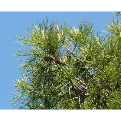 Pinus halepensis Mill. subsp. halepensis 