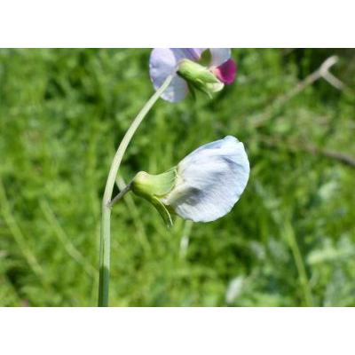 Pisum sativum L. subsp. biflorum (Raf.) Soldano 