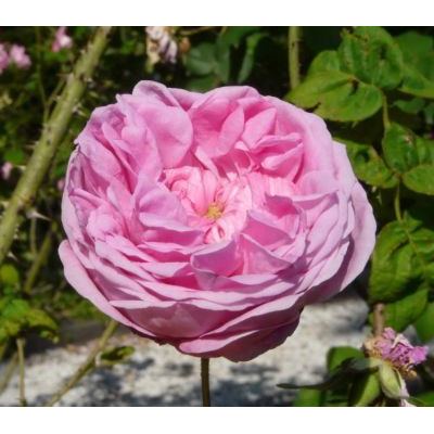 Rosa centifolia L. 
