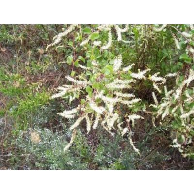 Anredera cordifolia (Ten.) Steenis 