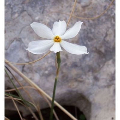 Narcissus serotinus L. 