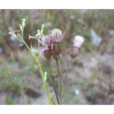 Tripolium pannonicum subsp. tripolium (L.) Greuter 