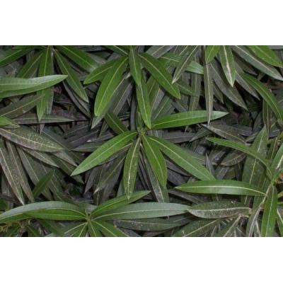 Nerium oleander L. 