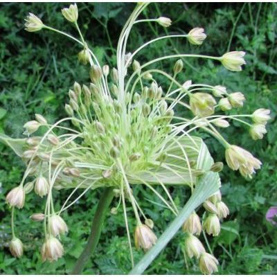 Allium paniculatum Sm. subsp. paniculatum 