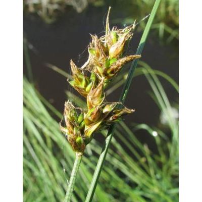 Carex divisa Huds. 