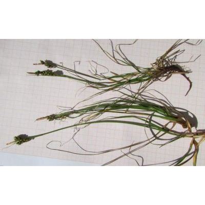 Carex liparocarpos Gaudin 