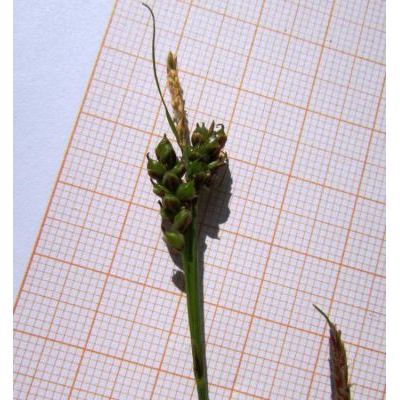 Carex liparocarpos Gaudin 