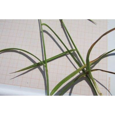 Carex punctata Gaudin 