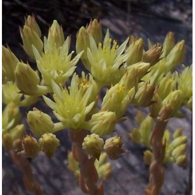 Petrosedum ochroleucum (Chaix) Niederle 