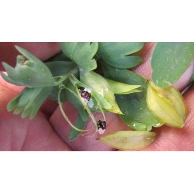 Corydalis pumila (Host) Rchb. 