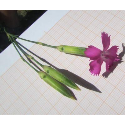 Dianthus sylvestris subsp. longicaulis (Ten.) Greuter & Burdet 