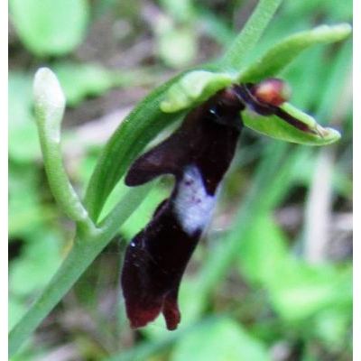 Ophrys insectifera L. 