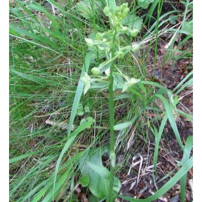 Platanthera chlorantha (Custer) Rchb. 