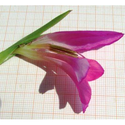 Gladiolus communis L. subsp. communis 
