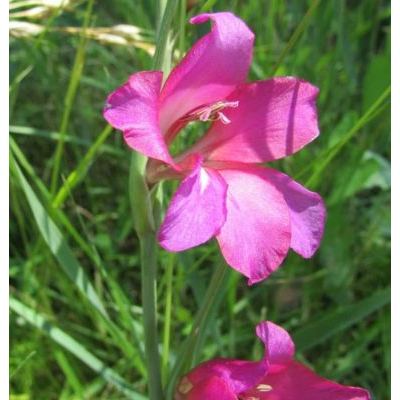Gladiolus communis L. 