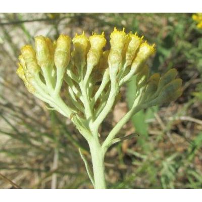 Helichrysum italicum (Roth) G. Don 