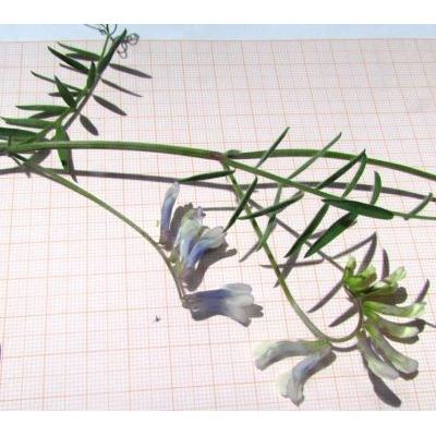Vicia villosa Roth subsp. villosa 