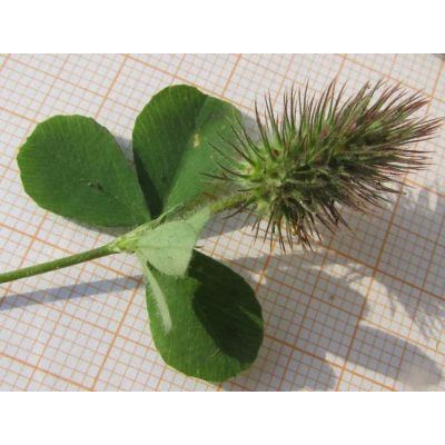 Trifolium ligusticum Loisel. 