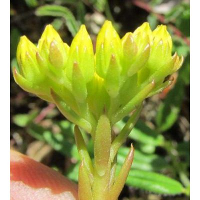 Petrosedum montanum (Songeon & E.P.Perrier) Grulich 