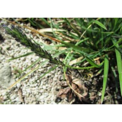 Sesleria insularis subsp. italica (Pamp.) Deyl 