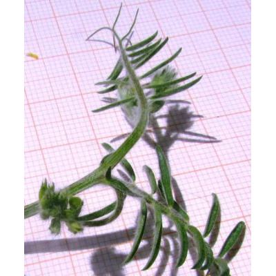 Vicia villosa Roth subsp. villosa 