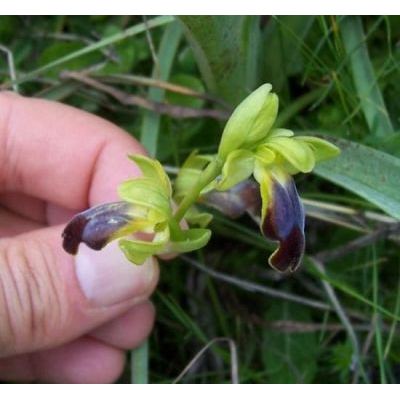 Ophrys fusca Link 