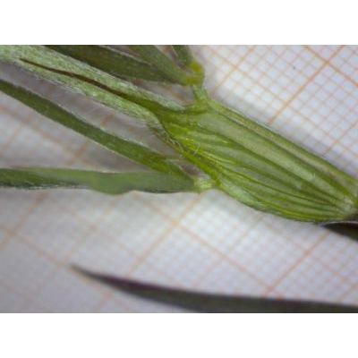 Trifolium angustifolium L. 