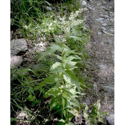 Koenigia alpina (All.) T.M.Schust. & Reveal 