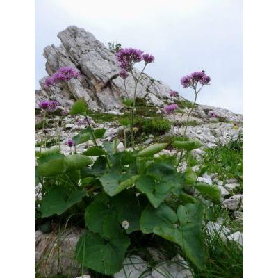 Adenostyles alpina (L.) Bluff & Fingerh. subsp. alpina 