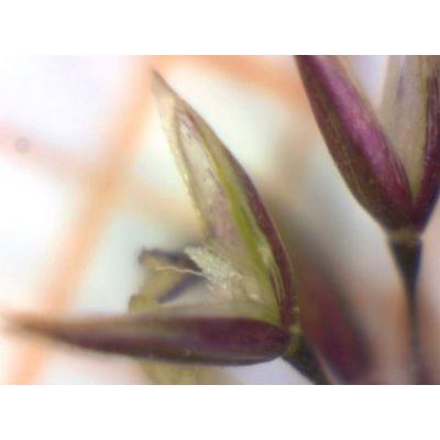 Agrostis capillaris L. 
