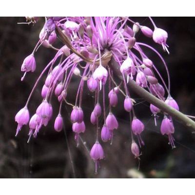 Allium carinatum subsp. pulchellum (G. Don) Bonnier & Layens 