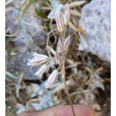 Allium cupani Raf. 