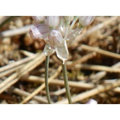 Allium obtusiflorum DC. 