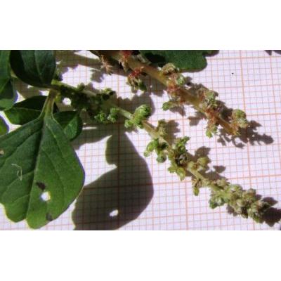 Amaranthus blitum L. 