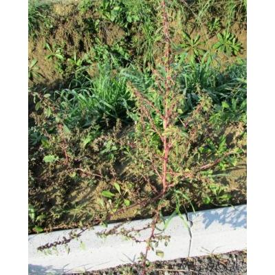 Amaranthus graecizans L. 
