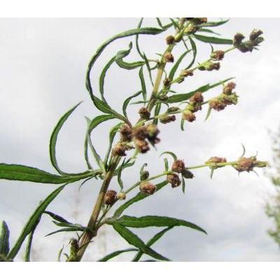 Artemisia verlotiorum Lamotte 