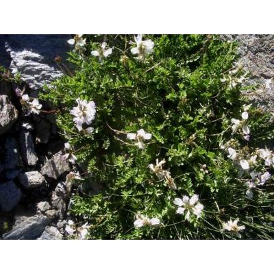 Astragalus alpinus L. 