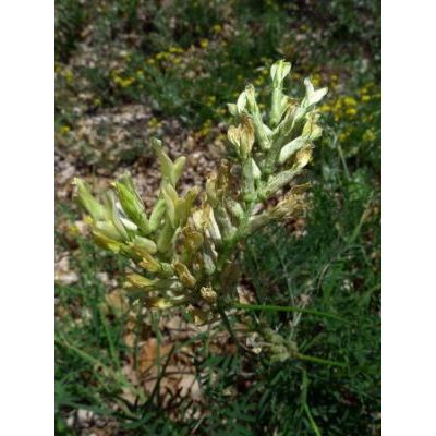 Astragalus aquilanus Anzal. 