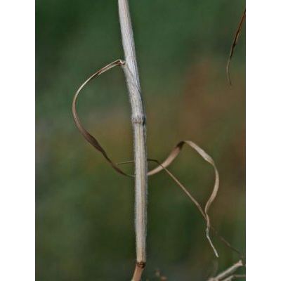 Bromus lanceolatus Roth 