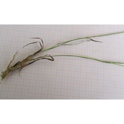 Calamagrostis varia (Schrad.) Host 