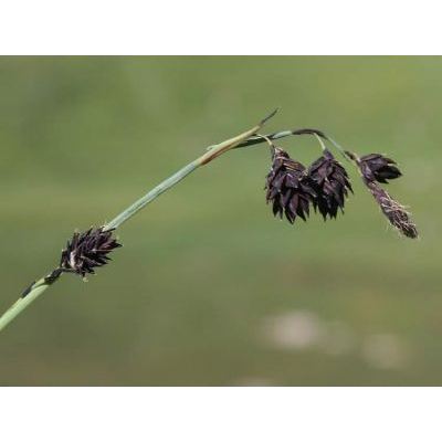 Carex atrofusca Schkuhr 