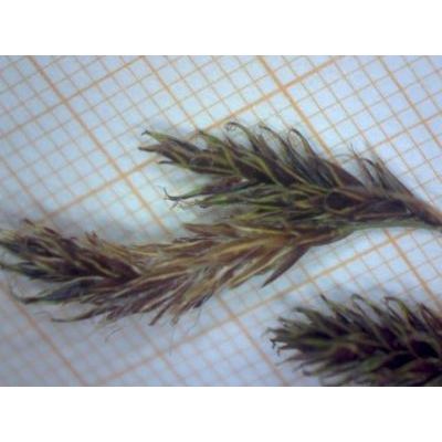 Carex fuliginosa Schkuhr 