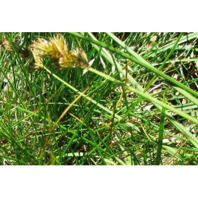 Carex leporina 