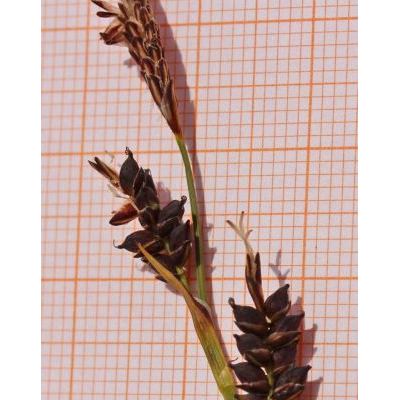Carex panicea L. 