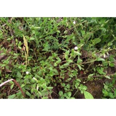 Cerastium fontanum subsp. vulgare (Hartm.) Greuter & Burdet 