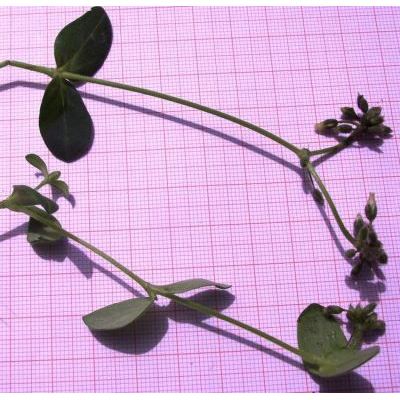 Cerastium pumilum subsp. glutinosum (Fr.) Jalas 