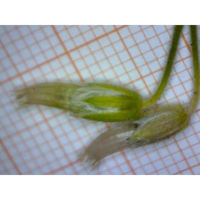 Cerastium fontanum subsp. vulgare (Hartm.) Greuter & Burdet 
